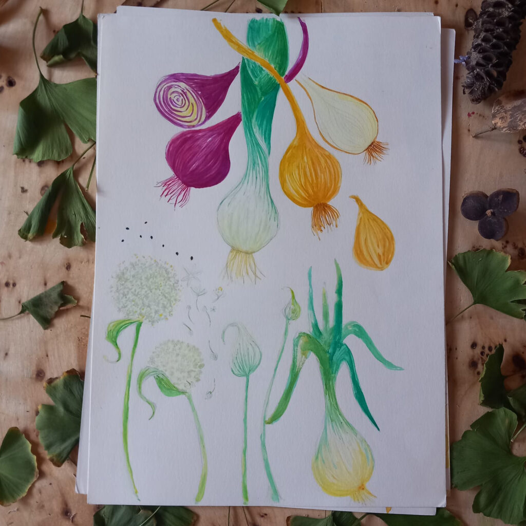cebola Aguarela_original